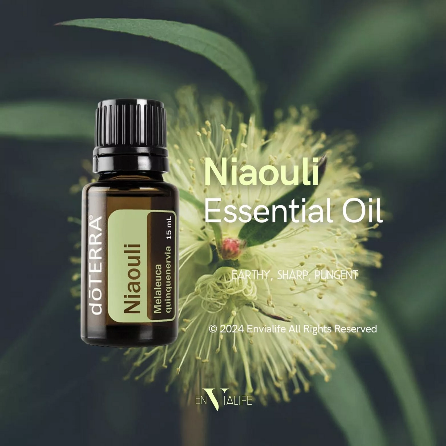 dōTERRA Niaouli Essential Oil 15ml