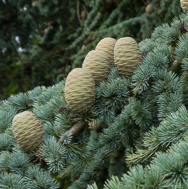 Perfect Potion Cedarwood, Atlas Pure Essential Oil