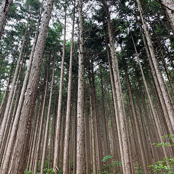 Perfect Potion Hinoki Wood Pure Essential Oil