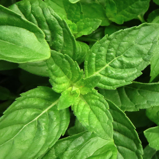 Perfect Potion Basil Pure Essential Oil