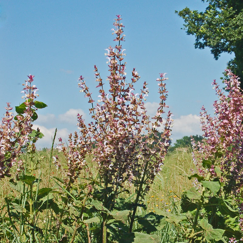 Perfect Potion Clary Sage Pure Essential Oil