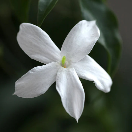 Perfect Potion Jasmine Absolute Essential Oil
