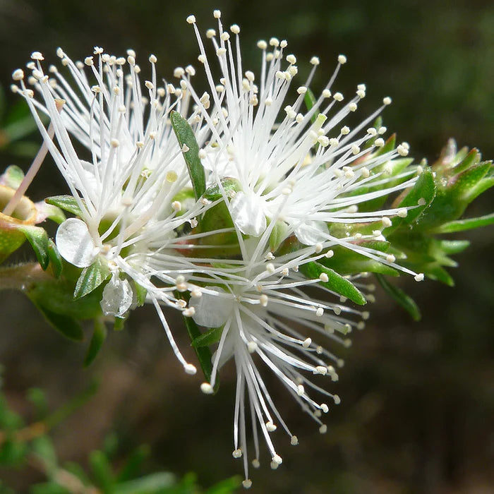 Perfect Potion Kunzea Pure Essential Oil