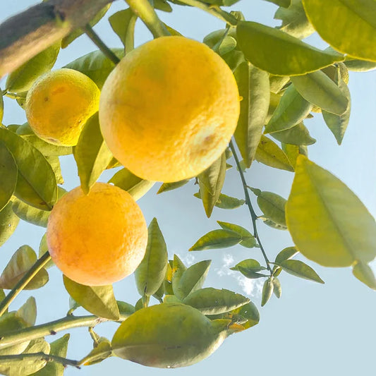 Perfect Potion Lemon  Pure Essential Oil 10ml