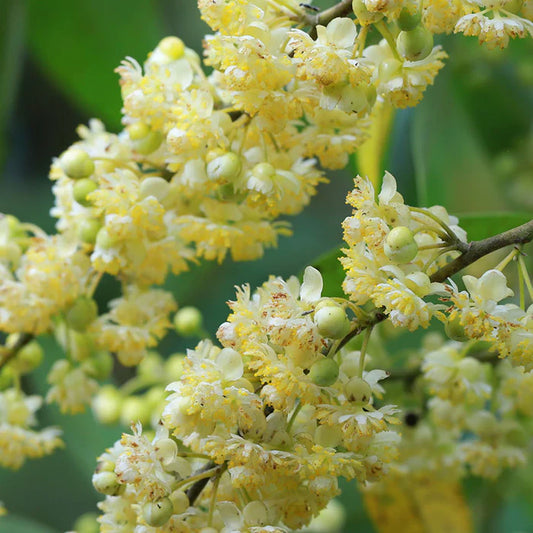 Perfect Potion May Chang Pure Essential Oil 10ml