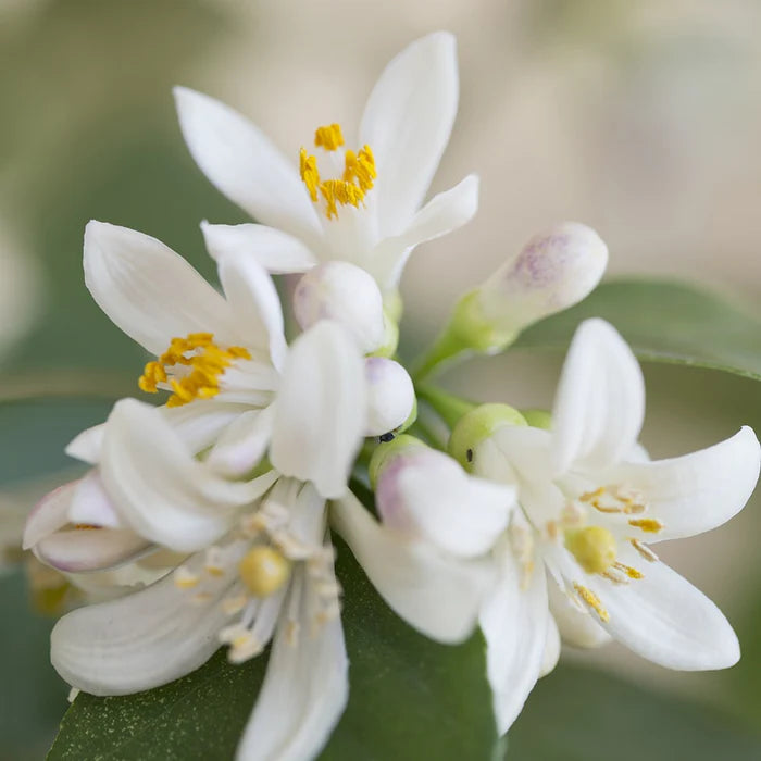 Perfect Potion Neroli Pure Essential Oil 2.5ml