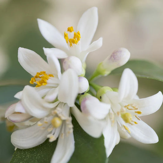 Perfect Potion Neroli Pure Essential Oil 2.5ml