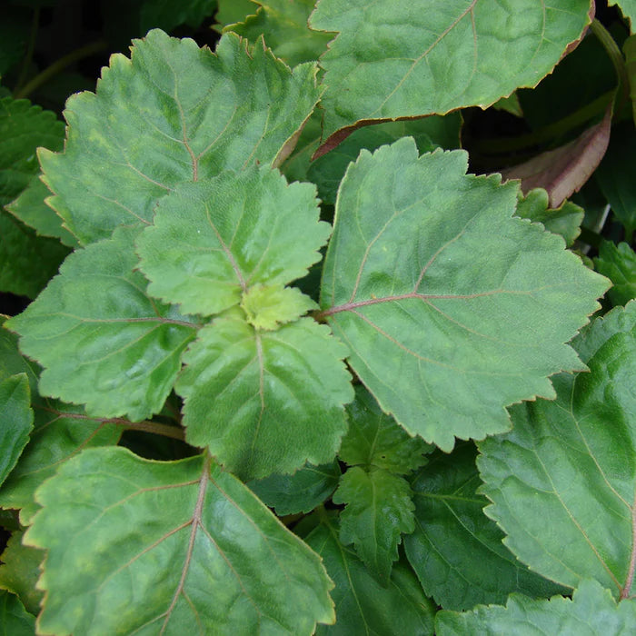 Perfect Potion Patchouli Pure Essential Oil 10ml