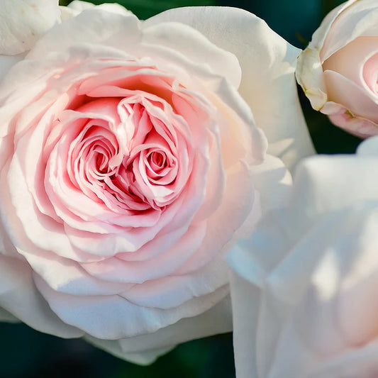 Perfect Potion Rose Absolute Pure Essential Oil 2.5ml