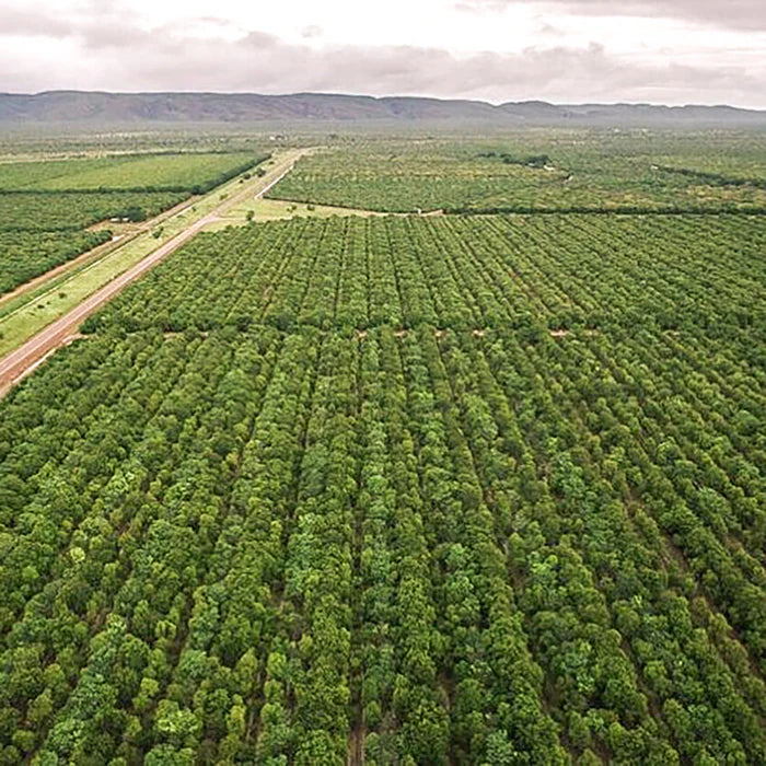 Perfect Potion Sandalwood Santalum Album Pure Essential Oil 2.5ml