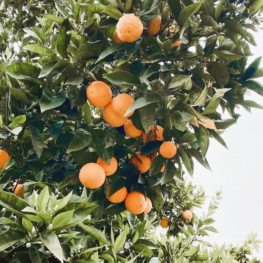 Perfect Potion Orange, Sweet Pure Essential Oil 10ml