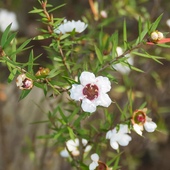 Perfect Potion Tea Tree Essential Oil 10ml