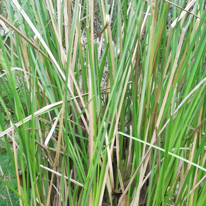 Perfect Potion Vetiver Pure Essential Oil 10ml